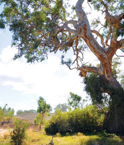 A photo of a tree in the Australian wilderness